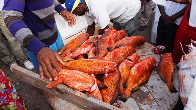 Participants in the Indian Castle Fisherfolk Association’s fishing tournament laying out their catch at Indian Castle on May 02, 2016